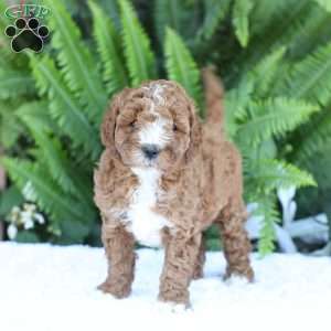 Darcy, Mini Goldendoodle Puppy